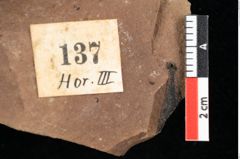 Foto (Detailansicht) von Widdringtonia ungeri Endl. (NHMW-GEO-2024-0188-0137)